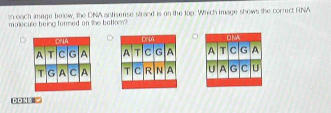 in each image below, the dna antisense strand is on the top. which image shows the correct rna molecule being formed on the bottom?\ndone