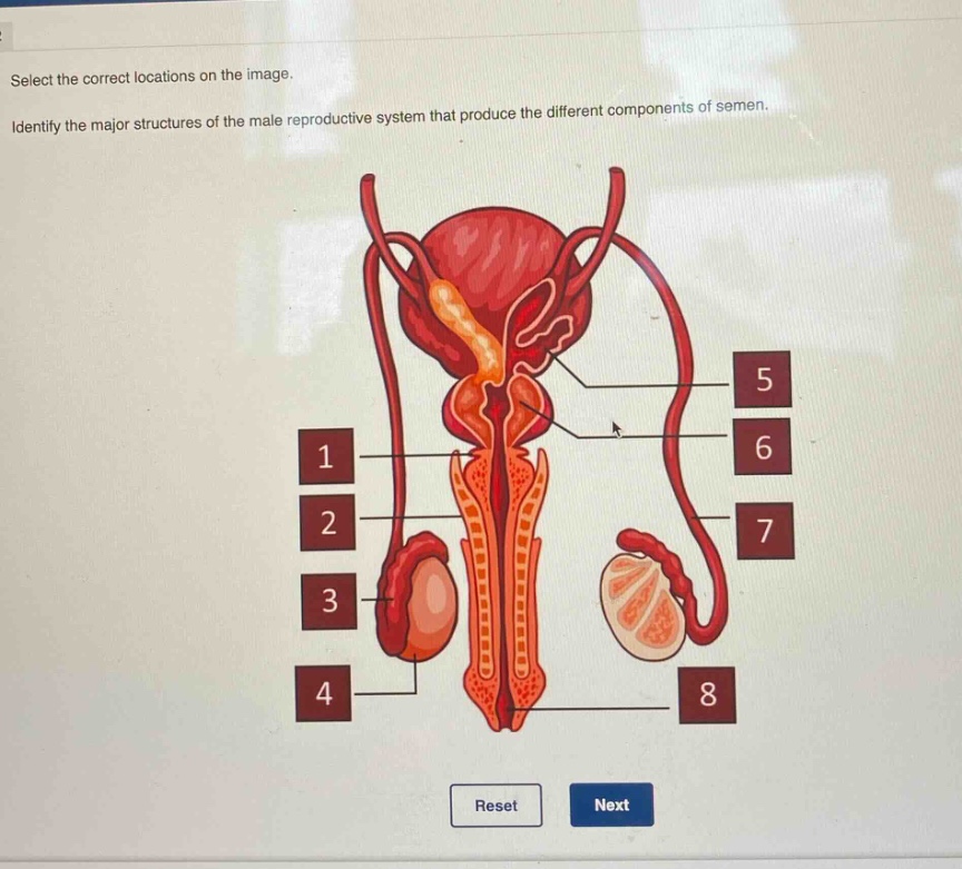 select the correct locations on the image. identify the major structures of the male reproductive system that produce the different components of semen.