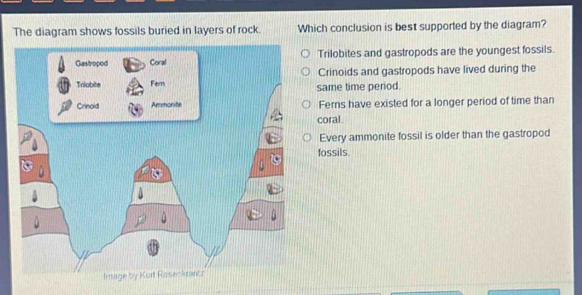 the diagram shows fossils buried in layers of rock. which conclusion is best supported by the diagram? trilobites and gastropods are the youngest fossils. crinoids and gastropods have lived during the same time period. ferns have existed for a longer period of time than coral. every ammonite fossil is older than the gastropod fossils.