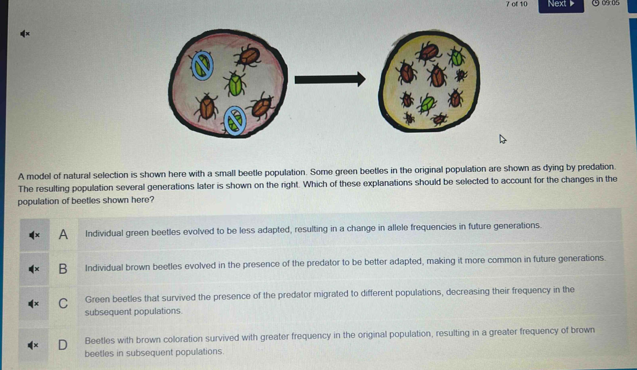 a model of natural selection is shown here with a small beetle population. some green beetles in the original population are shown as dying by predation. the resulting population several generations later is shown on the right. which of these explanations should be selected to account for the changes in the population of beetles shown here?\na individual green beetles evolved to be less adapted, resulting in a change in allele frequencies in future generations.\nb individual brown beetles evolved in the presence of the predator to be better adapted, making it more common in future generations.\nc green beetles that survived the presence of the predator migrated to different populations, decreasing their frequency in the subsequent populations.\nd beetles with brown coloration survived with greater frequency in the original population, resulting in a greater frequency of brown beetles in subsequent populations.