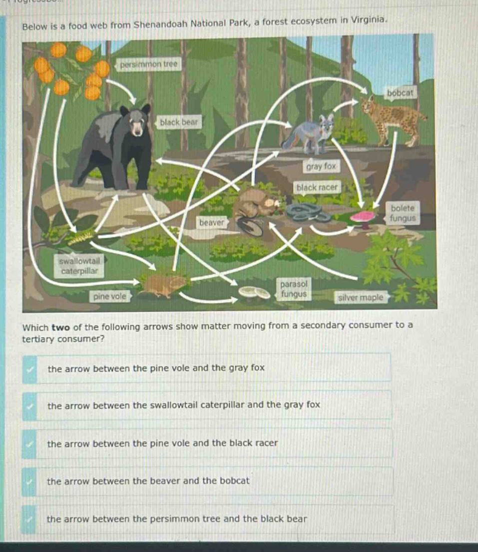 below is a food web from shenandoah national park, a forest ecosystem in virginia. which two of the following arrows show matter moving from a secondary consumer to a tertiary consumer? the arrow between the pine vole and the gray fox the arrow between the swallowtail caterpillar and the gray fox the arrow between the pine vole and the black racer the arrow between the beaver and the bobcat the arrow between the persimmon tree and the black bear
