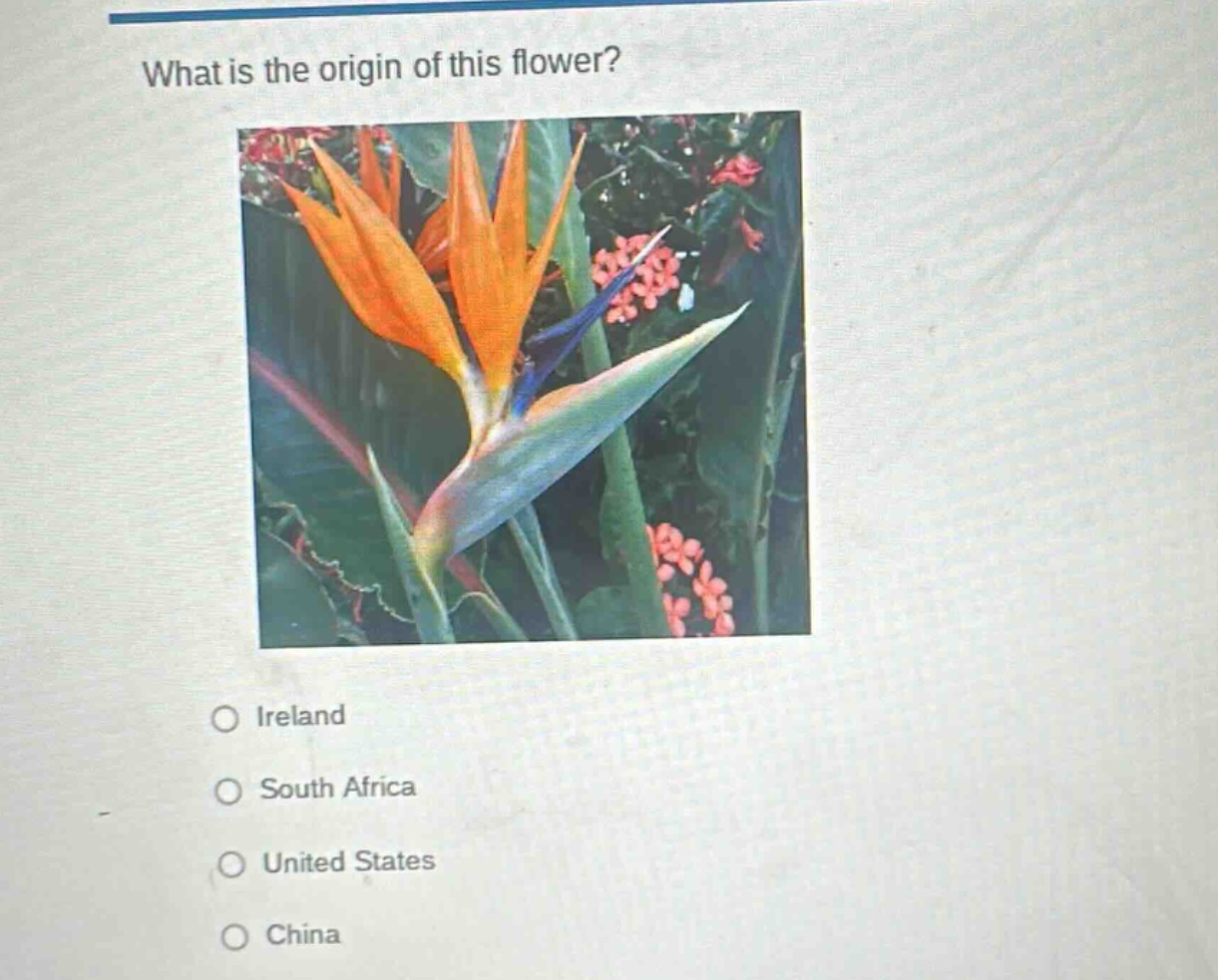 what is the origin of this flower?\nireland\nsouth africa\nunited states\nchina
