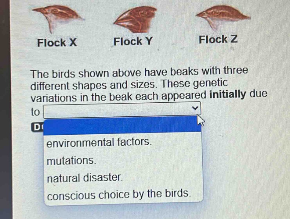 the birds shown above have beaks with three different shapes and sizes. these genetic variations in the beak each appeared initially due to\nd\nenvironmental factors.\nmutations.\nnatural disaster.\nconscious choice by the birds.