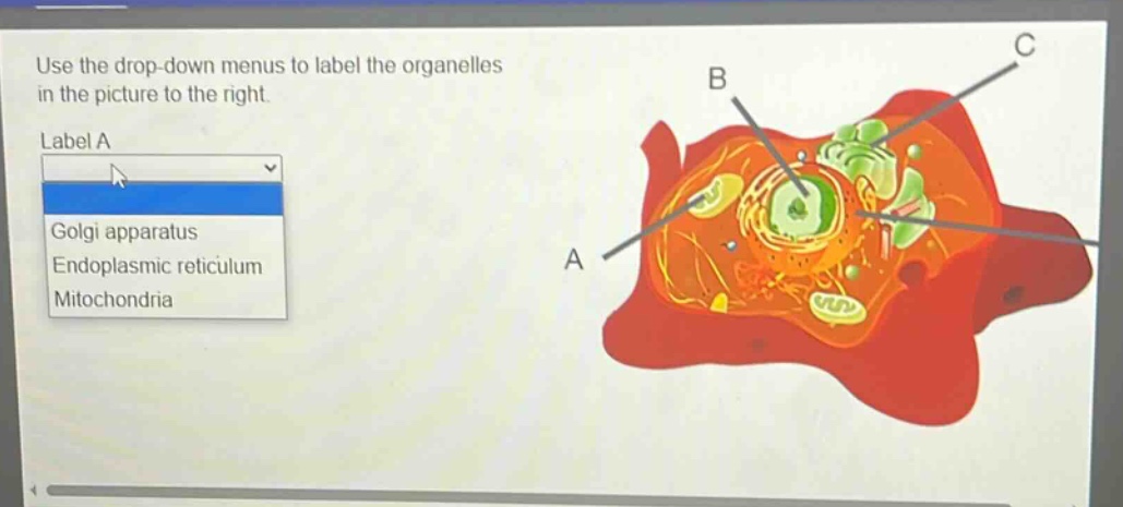 use the drop - down menus to label the organelles in the picture to the right. label a golgi apparatus endoplasmic reticulum mitochondria