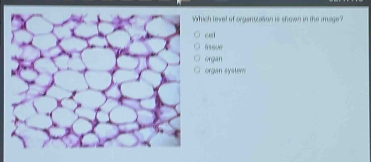 which level of organization is shown in the image?\ncell\ntissue\norgan\norgan system