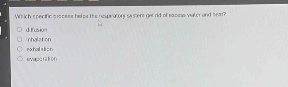 which specific process helps the respiratory system get rid of excess water and heat?\ndiffusion\ninhalation\nexhalation\nevaporation