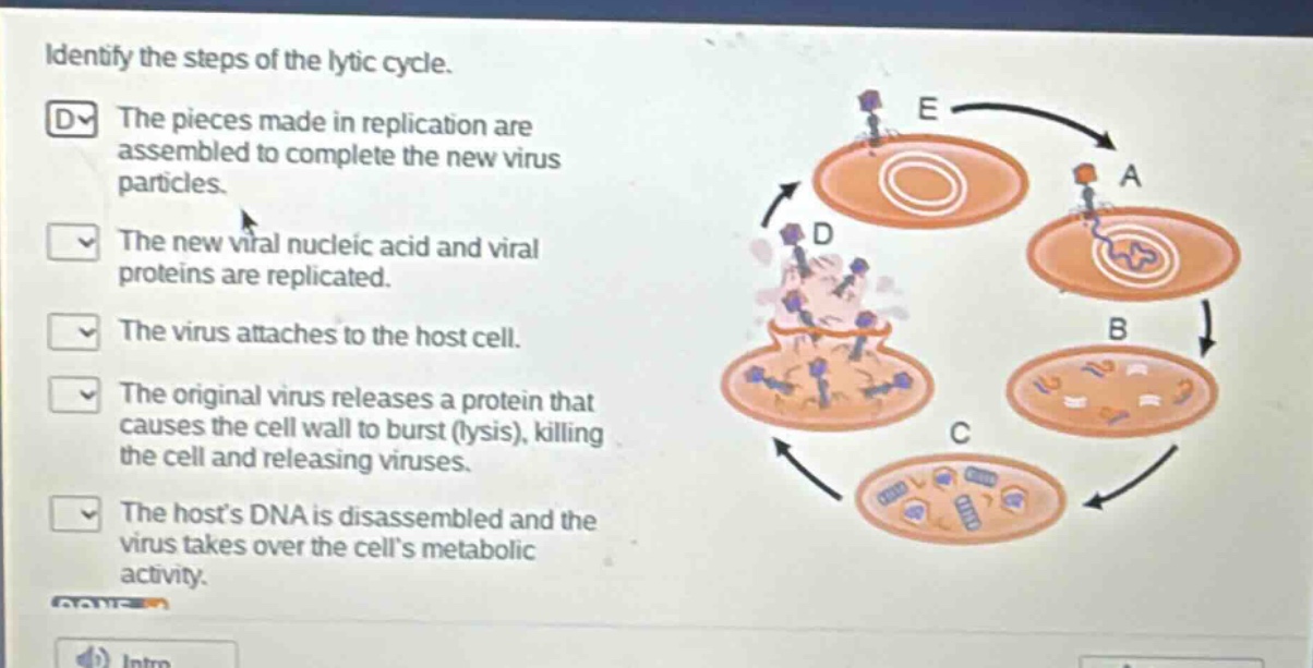 identify the steps of the lytic cycle.\nthe pieces made in replication are assembled to complete the new virus particles.\nthe new viral nucleic acid and viral proteins are replicated.\nthe virus attaches to the host cell.\nthe original virus releases a protein that causes the cell wall to burst (lysis), killing the cell and releasing viruses.\nthe hosts dna is disassembled and the virus takes over the cells metabolic activity.