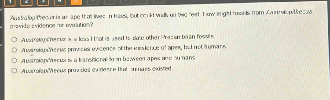 australopithecus is an ape that lived in trees, but could walk on two feet. how might fossils from australopithecus provide evidence for evolution?\n\naustralopithecus is a fossil that is used to date other precambrian fossils.\n\naustralopithecus provides evidence of the existence of apes, but not humans.\n\naustralopithecus is a transitional form between apes and humans.\n\naustralopithecus provides evidence that humans existed.