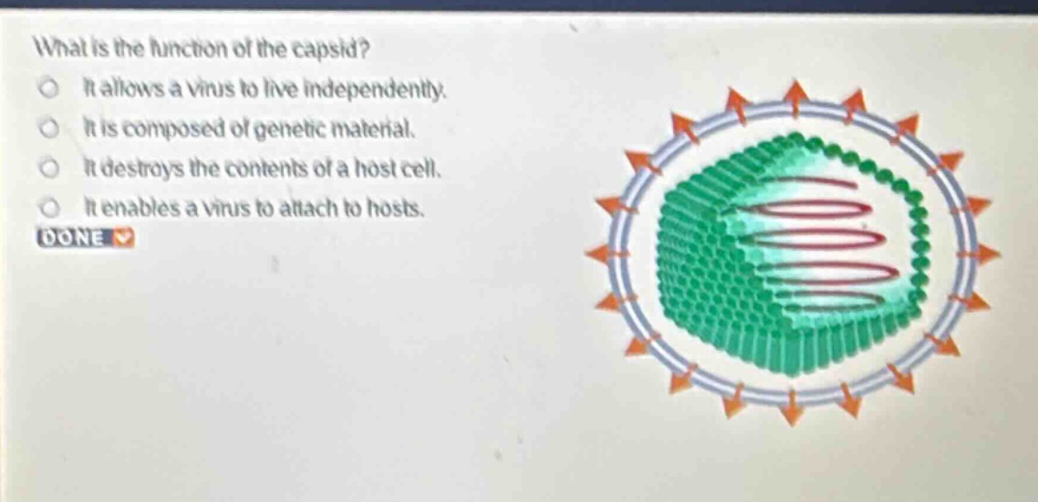 what is the function of the capsid?\nit allows a virus to live independently.\nit is composed of genetic material.\nit destroys the contents of a host cell.\nit enables a virus to attach to hosts.\ndone