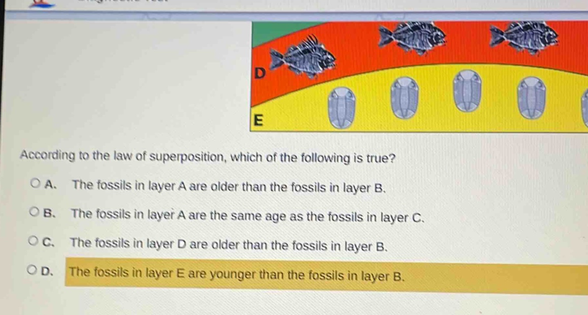 according to the law of superposition, which of the following is true?\no a. the fossils in layer a are older than the fossils in layer b.\no b. the fossils in layer a are the same age as the fossils in layer c.\no c. the fossils in layer d are older than the fossils in layer b.\no d. the fossils in layer e are younger than the fossils in layer b.