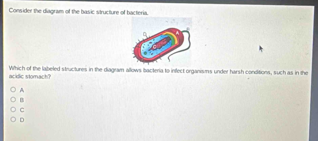 consider the diagram of the basic structure of bacteria. which of the labeled structures in the diagram allows bacteria to infect organisms under harsh conditions, such as in the acidic stomach?\no a\no b\no c\no d