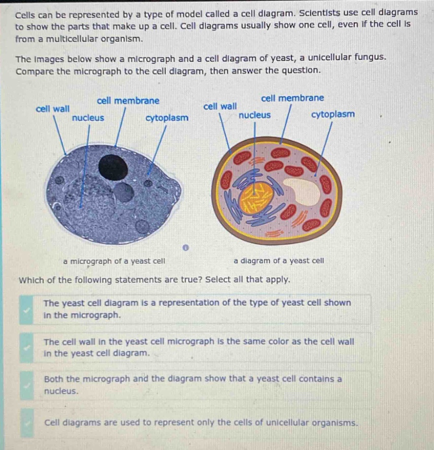 cells can be represented by a type of model called a cell diagram. scientists use cell diagrams to show the parts that make up a cell. cell diagrams usually show one cell, even if the cell is from a multicellular organism.\nthe images below show a micrograph and a cell diagram of yeast, a unicellular fungus. compare the micrograph to the cell diagram, then answer the question.\nwhich of the following statements are true? select all that apply.\nthe yeast cell diagram is a representation of the type of yeast cell shown in the micrograph.\nthe cell wall in the yeast cell micrograph is the same color as the cell wall in the yeast cell diagram.\nboth the micrograph and the diagram show that a yeast cell contains a nucleus.\ncell diagrams are used to represent only the cells of unicellular organisms.
