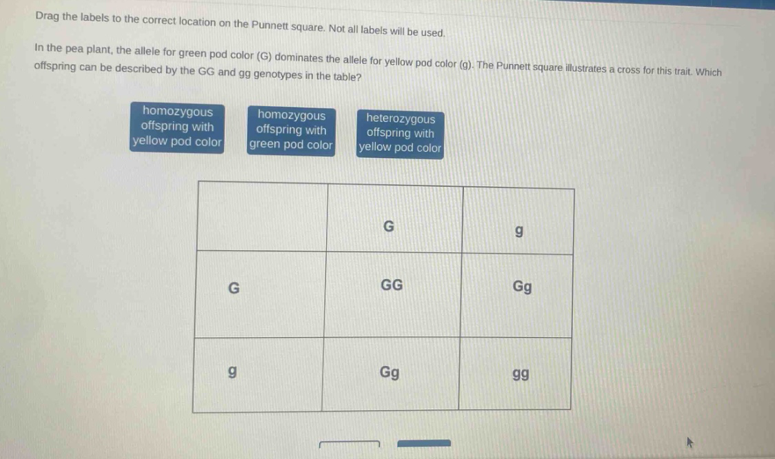 drag the labels to the correct location on the punnett square. not all labels will be used. in the pea plant, the allele for green pod color (g) dominates the allele for yellow pod color (g). the punnett square illustrates a cross for this trait. which offspring can be described by the gg and gg genotypes in the table? homozygous offspring with yellow pod color homozygous offspring with green pod color heterozygous offspring with yellow pod color