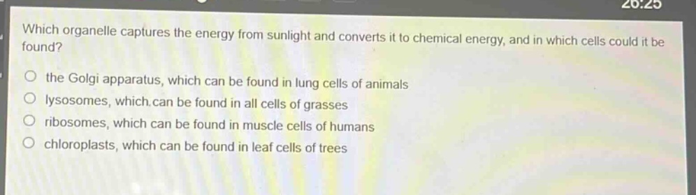 which organelle captures the energy from sunlight and converts it to chemical energy, and in which cells could it be found?\no the golgi apparatus, which can be found in lung cells of animals\no lysosomes, which can be found in all cells of grasses\no ribosomes, which can be found in muscle cells of humans\no chloroplasts, which can be found in leaf cells of trees