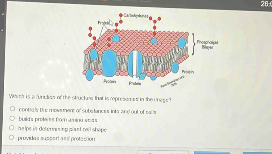 which is a function of the structure that is represented in the image?\ncontrols the movement of substances into and out of cells\nbuilds proteins from amino acids\nhelps in determining plant cell shape\nprovides support and protection