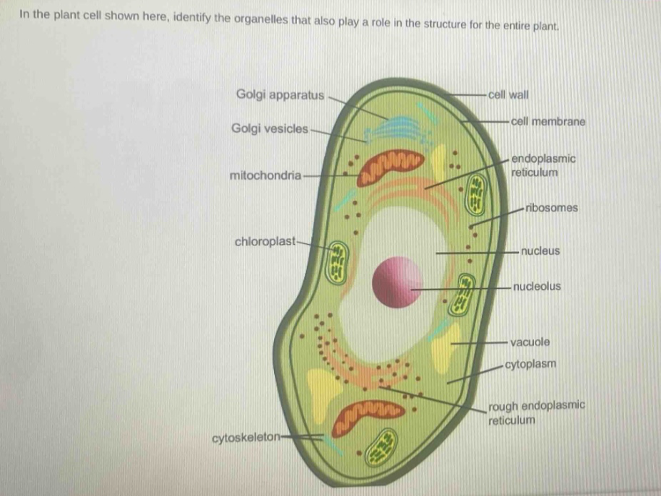 in the plant cell shown here, identify the organelles that also play a role in the structure for the entire plant.