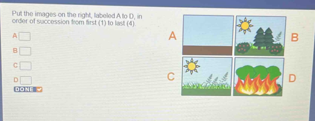 put the images on the right, labeled a to d, in order of succession from first (1) to last (4). a b c d done