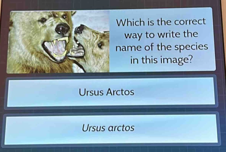 which is the correct way to write the name of the species in this image? ursus arctos ursus arctos