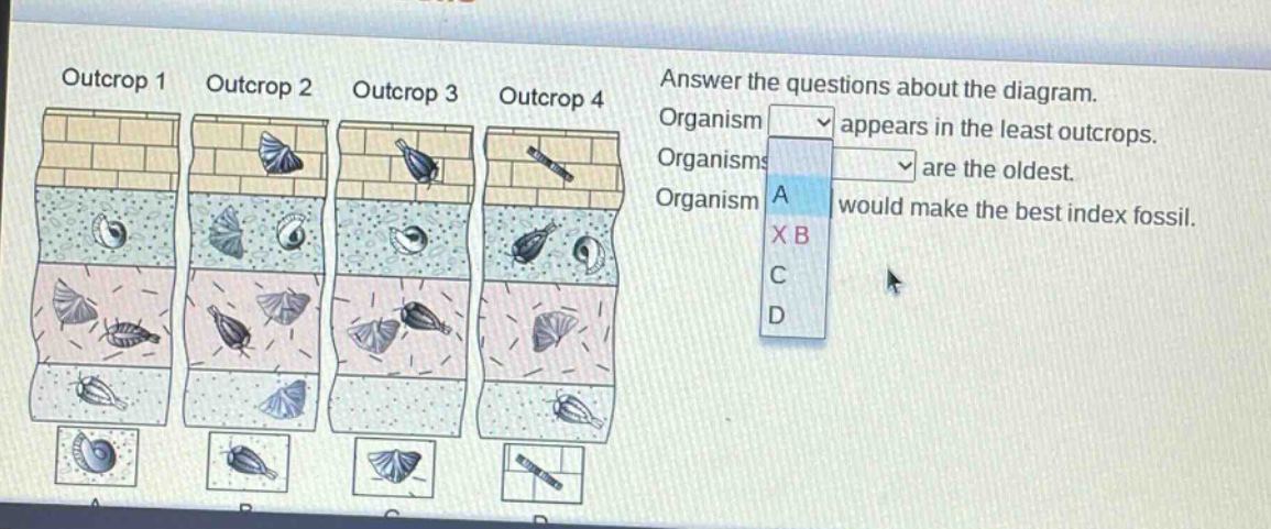 answer the questions about the diagram. organism appears in the least outcrops. organisms are the oldest. organism would make the best index fossil.