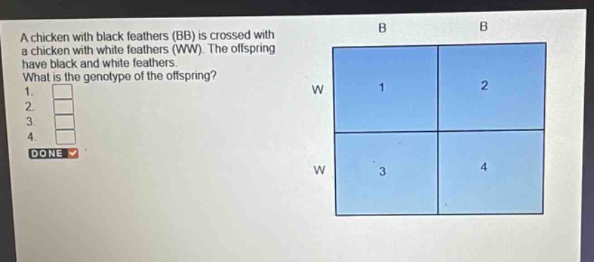a chicken with black feathers (bb) is crossed with a chicken with white feathers (ww). the offspring have black and white feathers. what is the genotype of the offspring? 1. 2. 3. 4. done