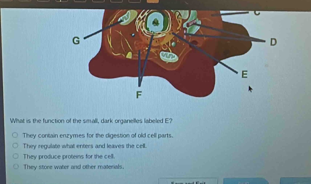what is the function of the small, dark organelles labeled e?\nthey contain enzymes for the digestion of old cell parts.\nthey regulate what enters and leaves the cell.\nthey produce proteins for the cell.\nthey store water and other materials.