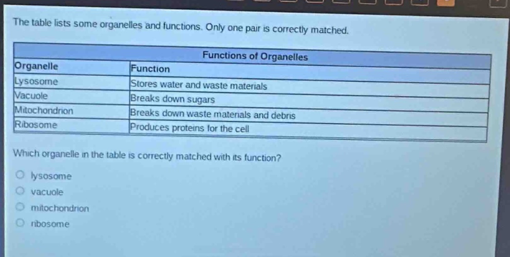 the table lists some organelles and functions. only one pair is correctly matched.\n\n| organelle | function |\n|--|--| \n| lysosome | stores water and waste materials |\n| vacuole | breaks down sugars |\n| mitochondrion | breaks down waste materials and debris |\n| ribosome | produces proteins for the cell |\n\nwhich organelle in the table is correctly matched with its function?\no lysosome\no vacuole\no mitochondrion\no ribosome