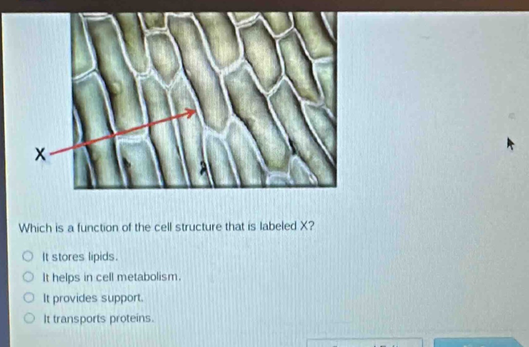 which is a function of the cell structure that is labeled x?\nit stores lipids.\nit helps in cell metabolism.\nit provides support.\nit transports proteins.