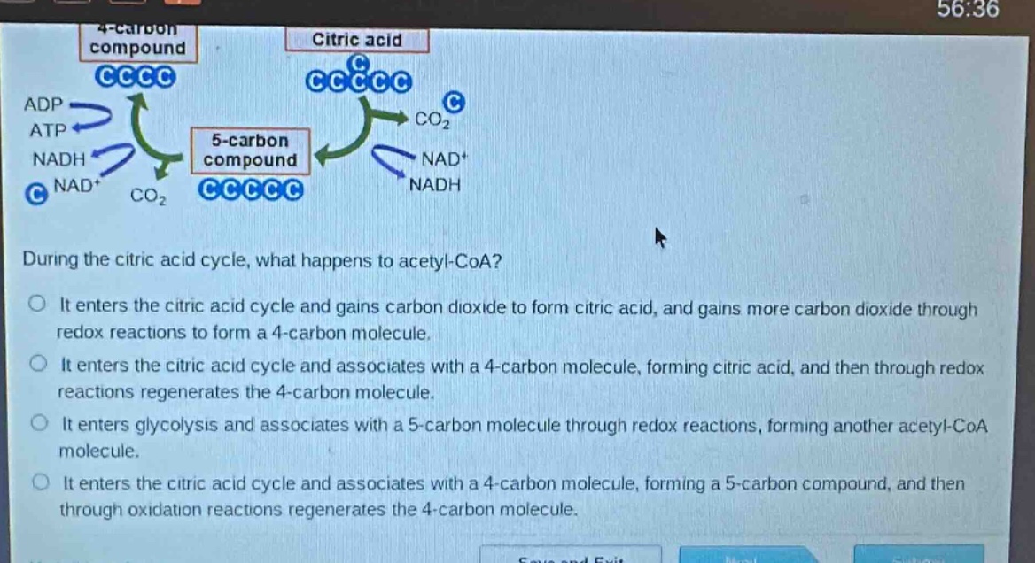 during the citric acid cycle, what happens to acetyl - coa?\no it enters the citric acid cycle and gains carbon dioxide to form citric acid, and gains more carbon dioxide through redox reactions to form a 4 - carbon molecule.\no it enters the citric acid cycle and associates with a 4 - carbon molecule, forming citric acid, and then through redox reactions regenerates the 4 - carbon molecule.\no it enters glycolysis and associates with a 5 - carbon molecule through redox reactions, forming another acetyl - coa molecule.\no it enters the citric acid cycle and associates with a 4 - carbon molecule, forming a 5 - carbon compound, and then through oxidation reactions regenerates the 4 - carbon molecule.