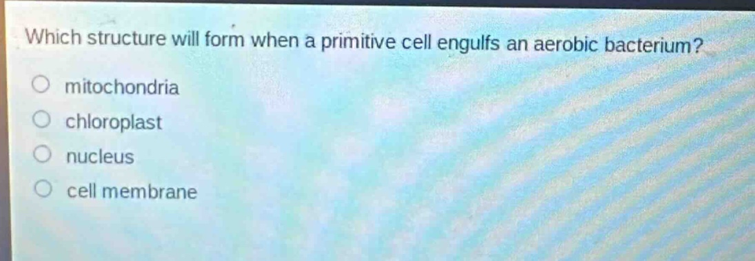 which structure will form when a primitive cell engulfs an aerobic bacterium?\no mitochondria\no chloroplast\no nucleus\no cell membrane