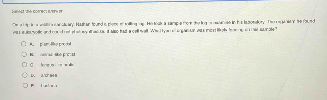 select the correct answer.\non a trip to a wildlife sanctuary, nathan found a piece of rotting log. he took a sample from the log to examine in his laboratory. the organism he found was eukaryotic and could not photosynthesize. it also had a cell wall. what type of organism was most likely feeding on this sample?\na. plant - like protist\nb. animal - like protist\nc. fungus - like protist\nd. archaea\ne. bacteria