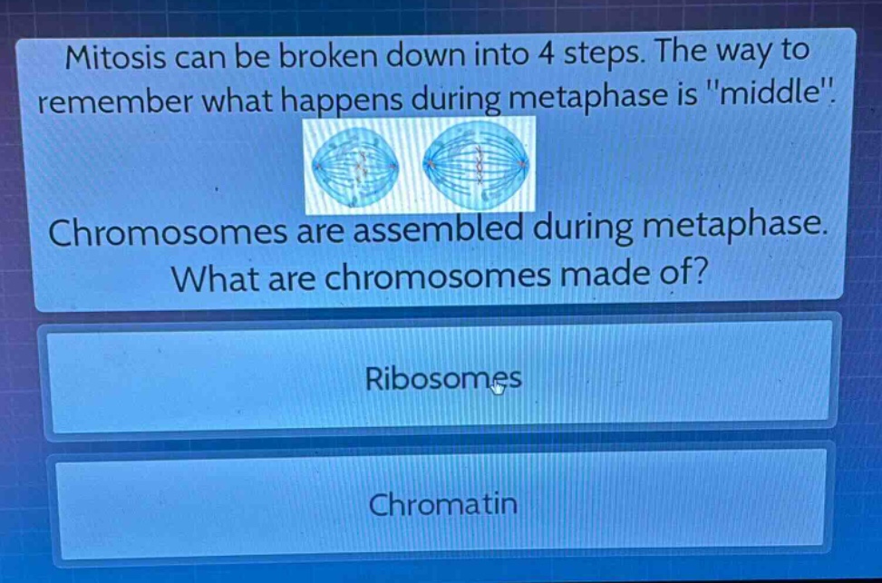 mitosis can be broken down into 4 steps. the way to remember what happens during metaphase is \middle\. chromosomes are assembled during metaphase. what are chromosomes made of? ribosomes chromatin
