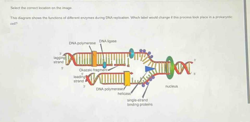 select the correct location on the image. this diagram shows the functions of different enzymes during dna replication. which label would change if this process took place in a prokaryotic cell?