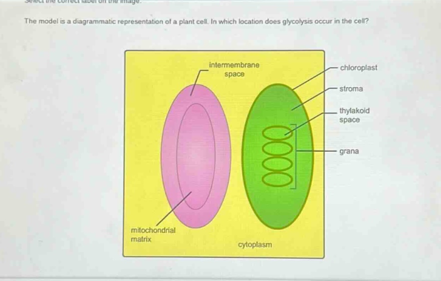 the model is a diagrammatic representation of a plant cell. in which location does glycolysis occur in the cell?