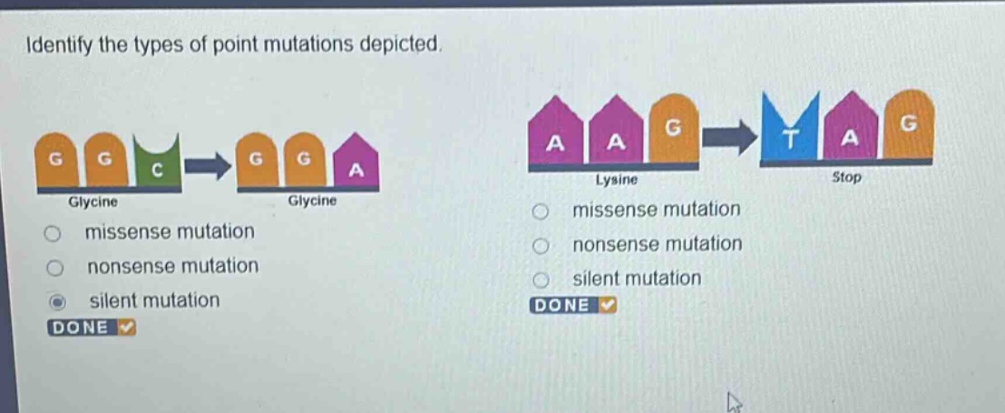 identify the types of point mutations depicted.\nglycine\nglycine\nmissense mutation\nnonsense mutation\nsilent mutation\ndone\nlysine\nstop\nmissense mutation\nnonsense mutation\nsilent mutation\ndone