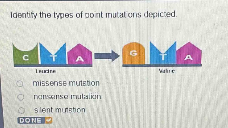 identify the types of point mutations depicted.\nleucine\nvaline\nmissense mutation\nnonsense mutation\nsilent mutation\ndone