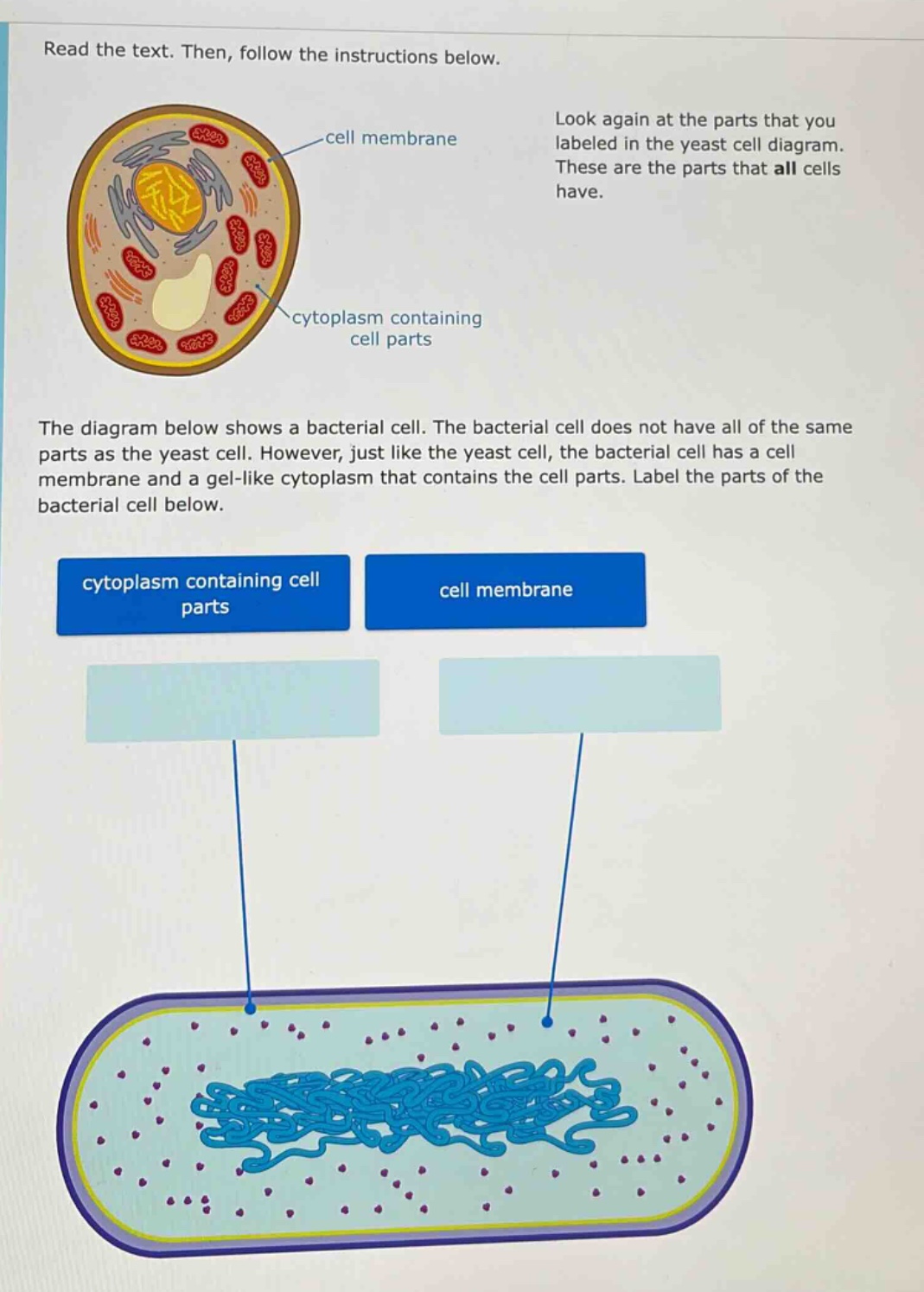 read the text. then, follow the instructions below. look again at the parts that you labeled in the yeast cell diagram. these are the parts that all cells have. the diagram below shows a bacterial cell. the bacterial cell does not have all of the same parts as the yeast cell. however, just like the yeast cell, the bacterial cell has a cell membrane and a gel - like cytoplasm that contains the cell parts. label the parts of the bacterial cell below. cytoplasm containing cell parts cell membrane