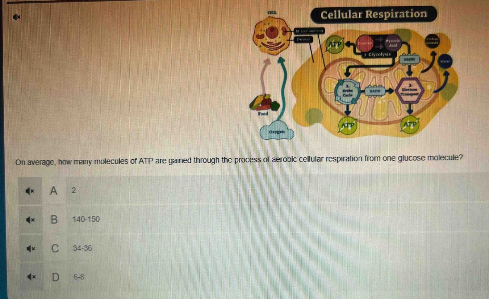 on average, how many molecules of atp are gained through the process of aerobic cellular respiration from one glucose molecule?\na 2\nb 140 - 150\nc 34 - 36\nd 6 - 8