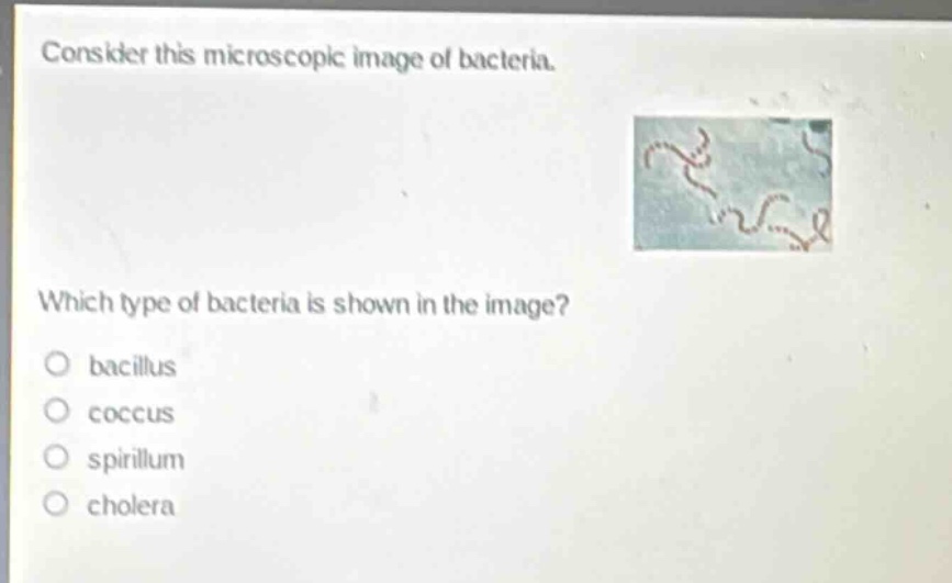 consider this microscopic image of bacteria. which type of bacteria is shown in the image?\n○ bacillus\n○ coccus\n○ spirillum\n○ cholera