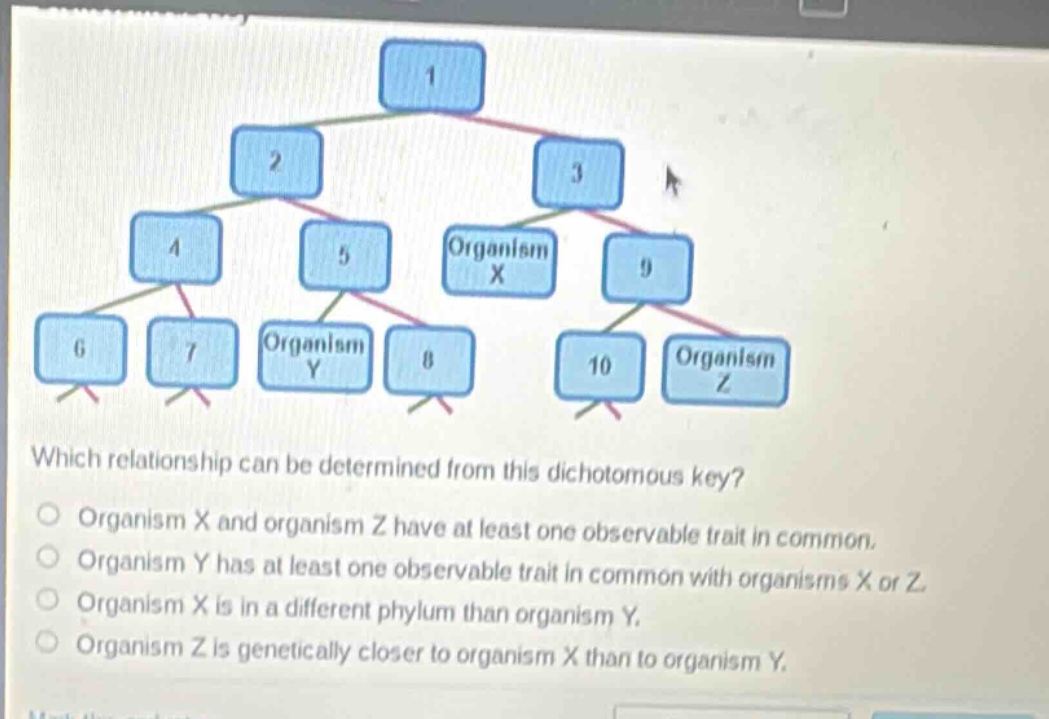 which relationship can be determined from this dichotomous key?\norganism x and organism z have at least one observable trait in common.\norganism y has at least one observable trait in common with organisms x or z.\norganism x is in a different phylum than organism y.\norganism z is genetically closer to organism x than to organism y.
