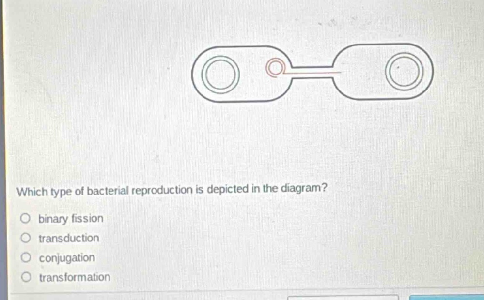 which type of bacterial reproduction is depicted in the diagram?\n○ binary fission\n○ transduction\n○ conjugation\n○ transformation