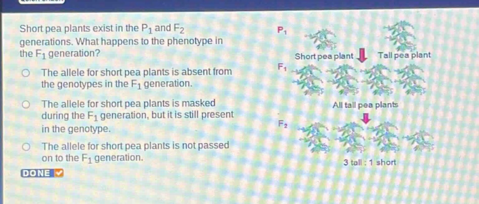 short pea plants exist in the p1 and f2 generations. what happens to the phenotype in the f1 generation?\nthe allele for short pea plants is absent from the genotypes in the f1 generation.\nthe allele for short pea plants is masked during the f1 generation, but it is still present in the genotype.\nthe allele for short pea plants is not passed on to the f1 generation.