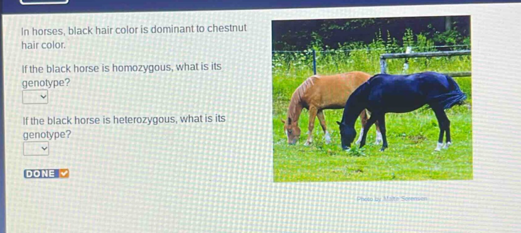 in horses, black hair color is dominant to chestnut hair color.\nif the black horse is homozygous, what is its genotype?\nif the black horse is heterozygous, what is its genotype?