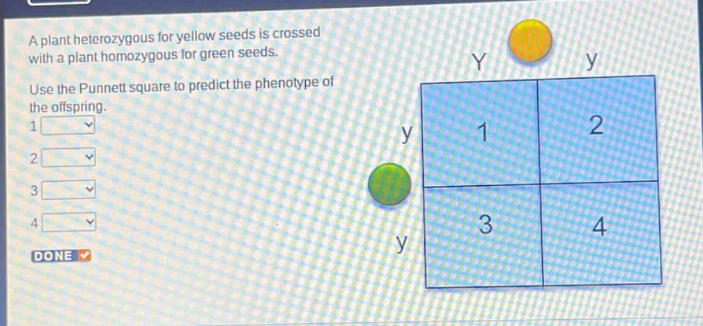 a plant heterozygous for yellow seeds is crossed with a plant homozygous for green seeds. use the punnett square to predict the phenotype of the offspring. 1 2 3 4 done