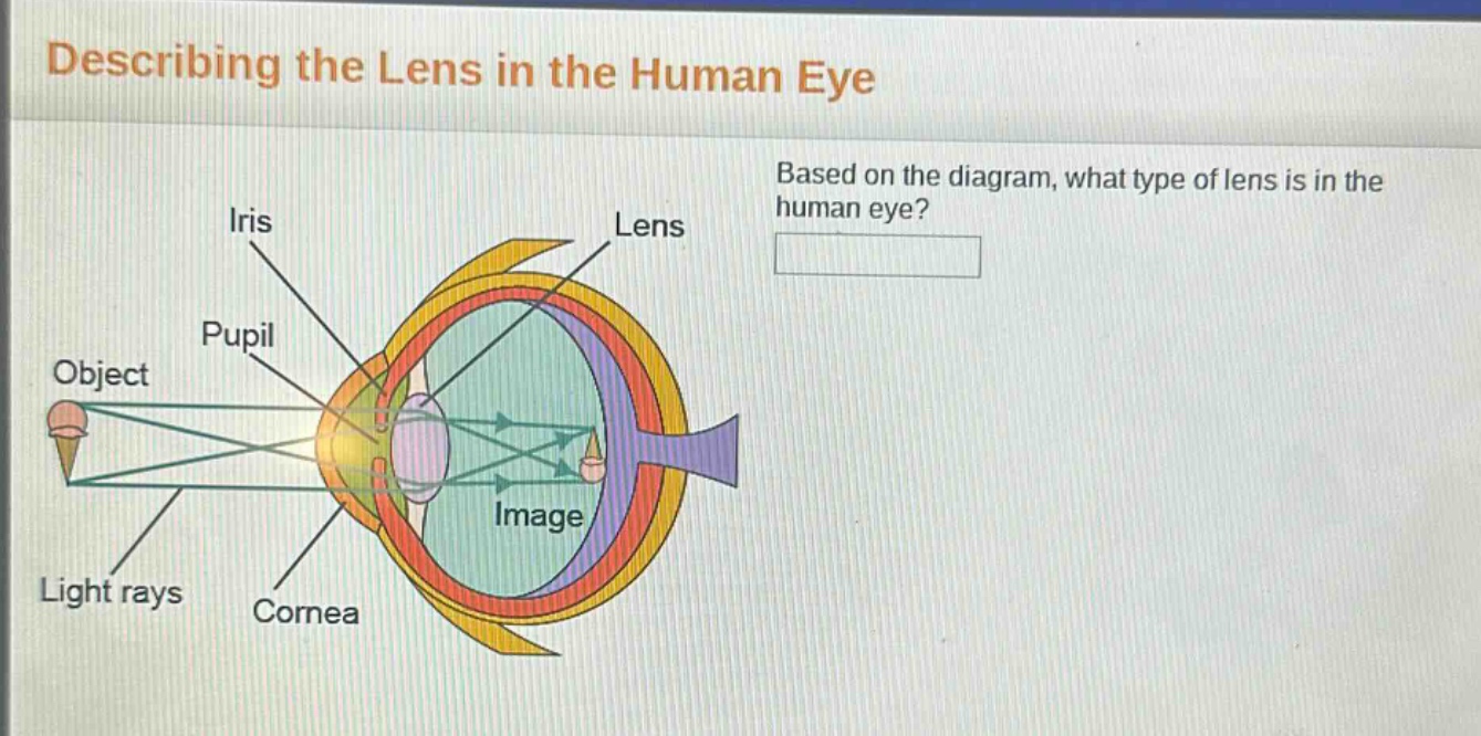 describing the lens in the human eye\nbased on the diagram, what type of lens is in the human eye?\niris\nlens\npupil\nobject\nimage\nlight rays\ncornea