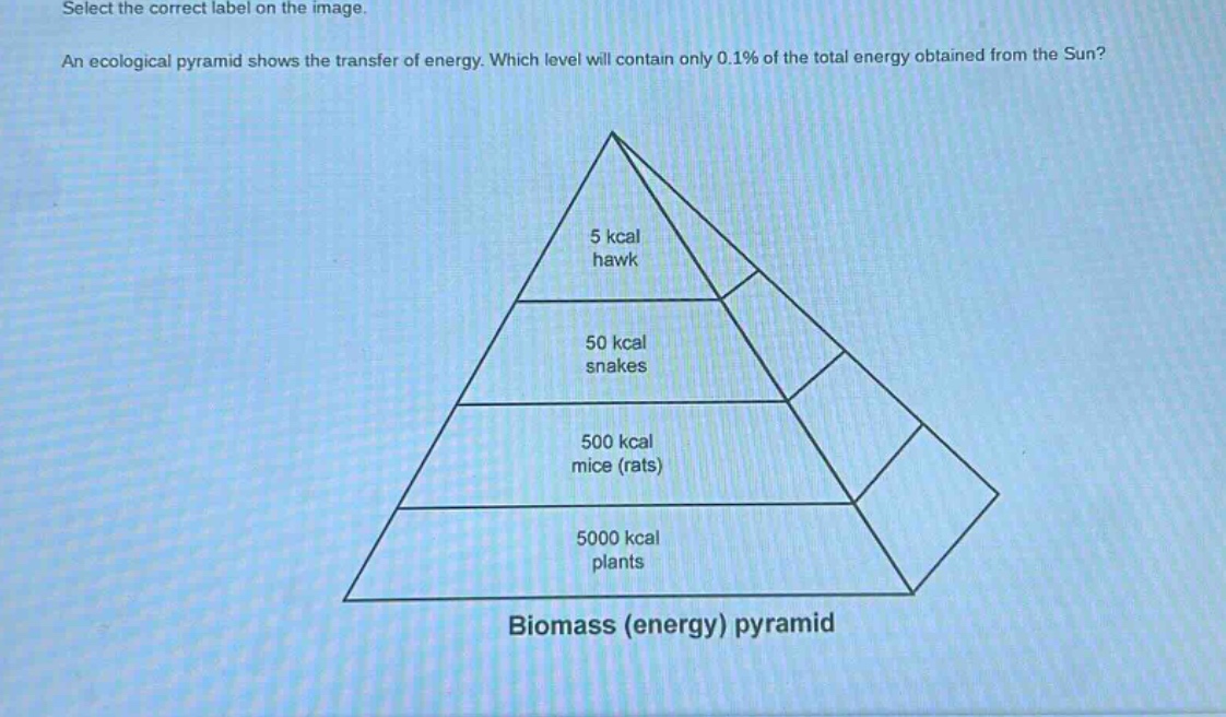select the correct label on the image. an ecological pyramid shows the transfer of energy. which level will contain only 0.1% of the total energy obtained from the sun? biomass (energy) pyramid