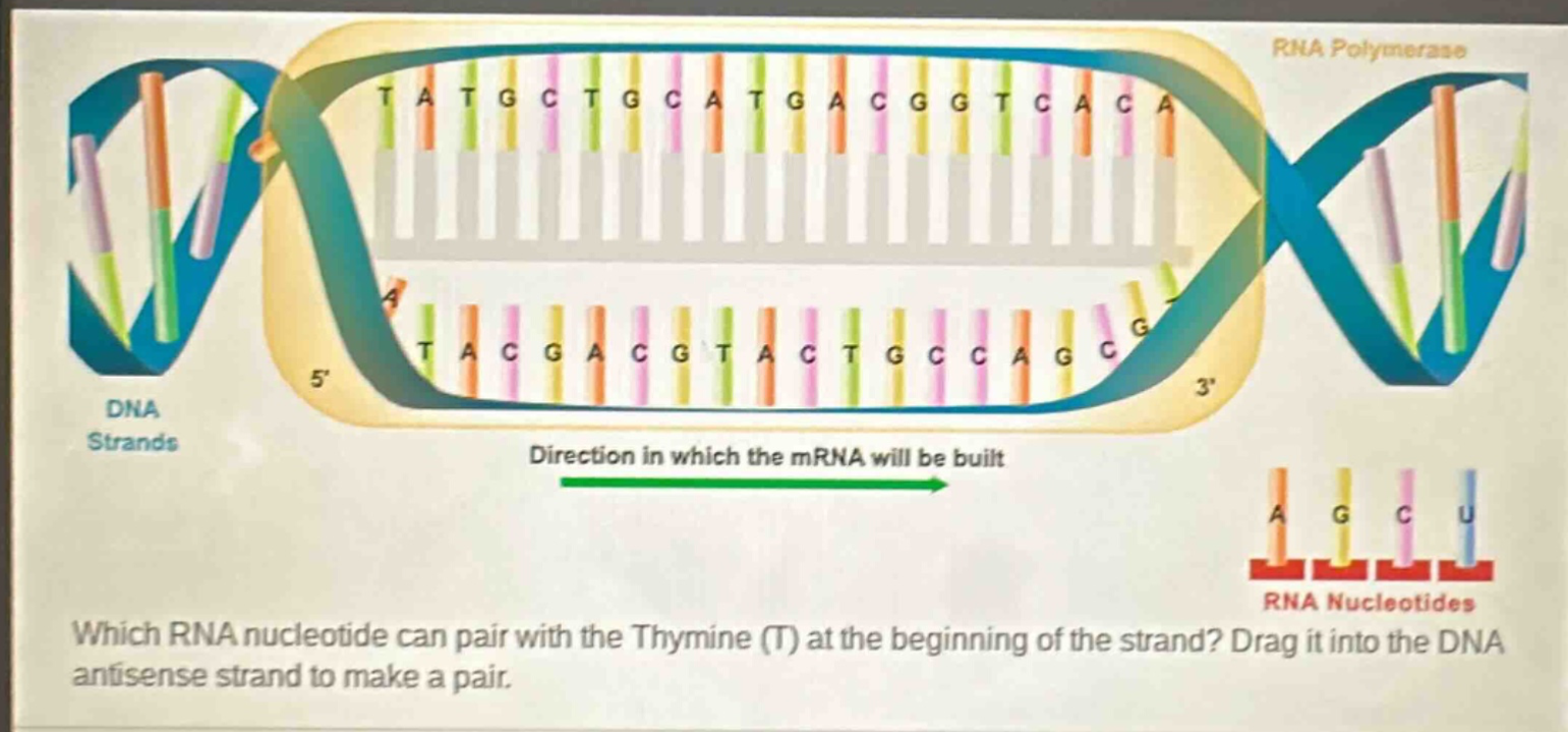 which rna nucleotide can pair with the thymine (t) at the beginning of the strand? drag it into the dna antisense strand to make a pair.