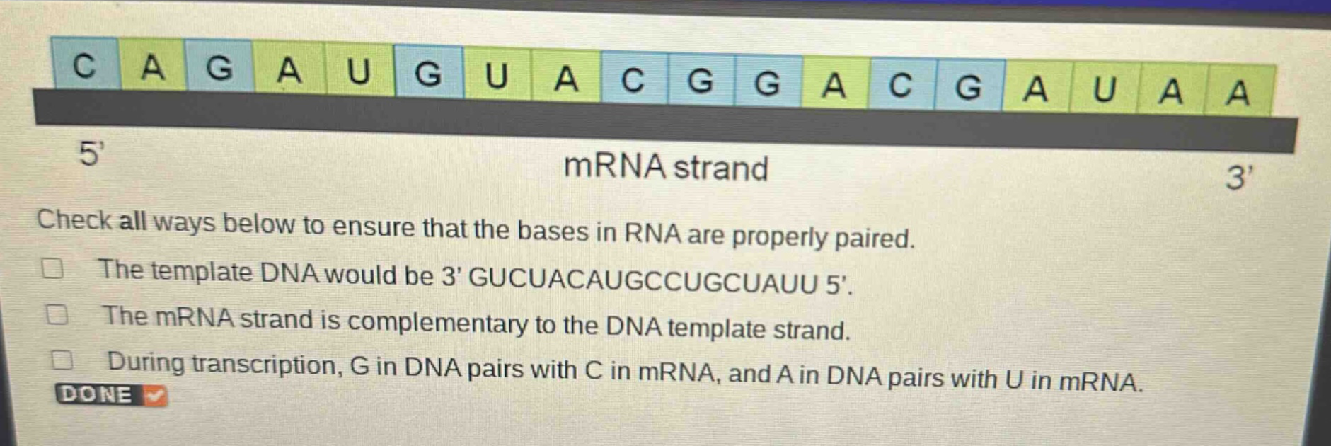 check all ways below to ensure that the bases in rna are properly paired.\nthe template dna would be 3 gucuacaugccugcuauu 5.\nthe mrna strand is complementary to the dna template strand.\nduring transcription, g in dna pairs with c in mrna, and a in dna pairs with u in mrna.