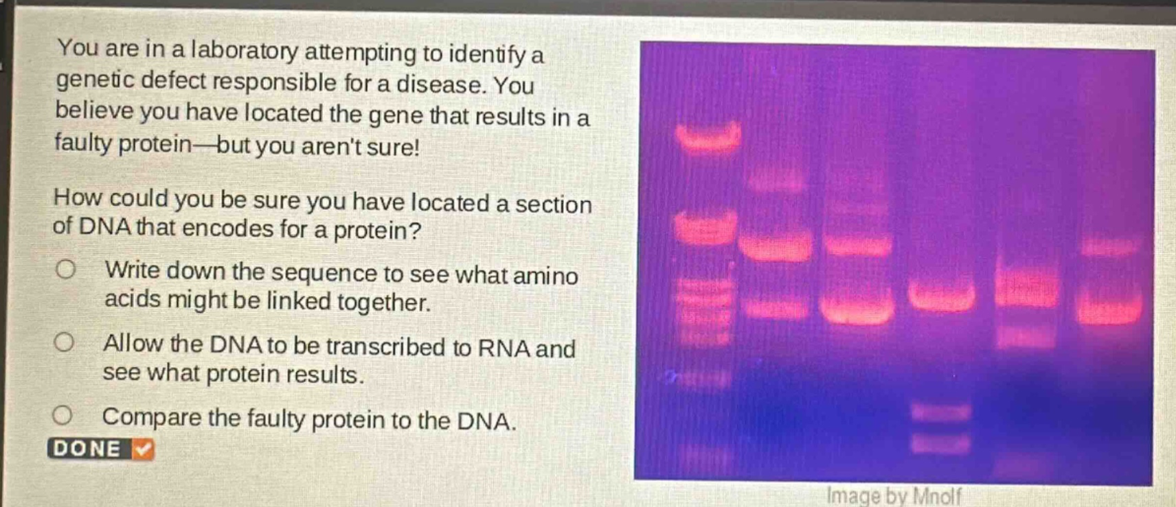 you are in a laboratory attempting to identify a genetic defect responsible for a disease. you believe you have located the gene that results in a faulty protein—but you arent sure!\nhow could you be sure you have located a section of dna that encodes for a protein?\nwrite down the sequence to see what amino acids might be linked together.\nallow the dna to be transcribed to rna and see what protein results.\ncompare the faulty protein to the dna.\ndone