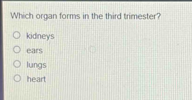 which organ forms in the third trimester?\n○ kidneys\n○ ears\n○ lungs\n○ heart