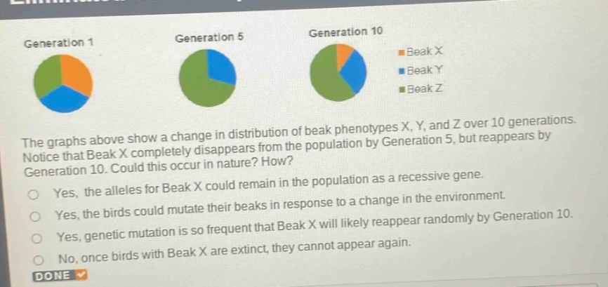 the graphs above show a change in distribution of beak phenotypes x, y, and z over 10 generations. notice that beak x completely disappears from the population by generation 5, but reappears by generation 10. could this occur in nature? how?\nyes, the alleles for beak x could remain in the population as a recessive gene.\nyes, the birds could mutate their beaks in response to a change in the environment.\nyes, genetic mutation is so frequent that beak x will likely reappear randomly by generation 10.\nno, once birds with beak x are extinct, they cannot appear again.\ndone